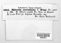 Heyderia cucullata image